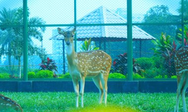 ড্যাফোডিল শুধু র‍্যাংকিংয়েই নয়, বিউটিতেও সেরা!