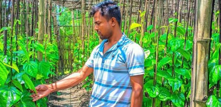পানের স্বর্গরাজ্য শোলক: বরজেই গড়ে ওঠা স্বাবলম্বিতার গল্প